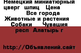 Немецкий миниатюрный(цверг) шпиц › Цена ­ 50 000 - Все города Животные и растения » Собаки   . Чувашия респ.,Алатырь г.